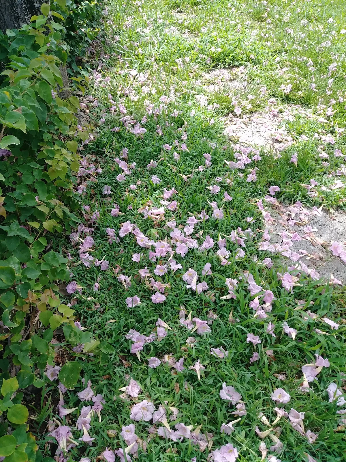 Catholic Charities of the Archdiocese Miami